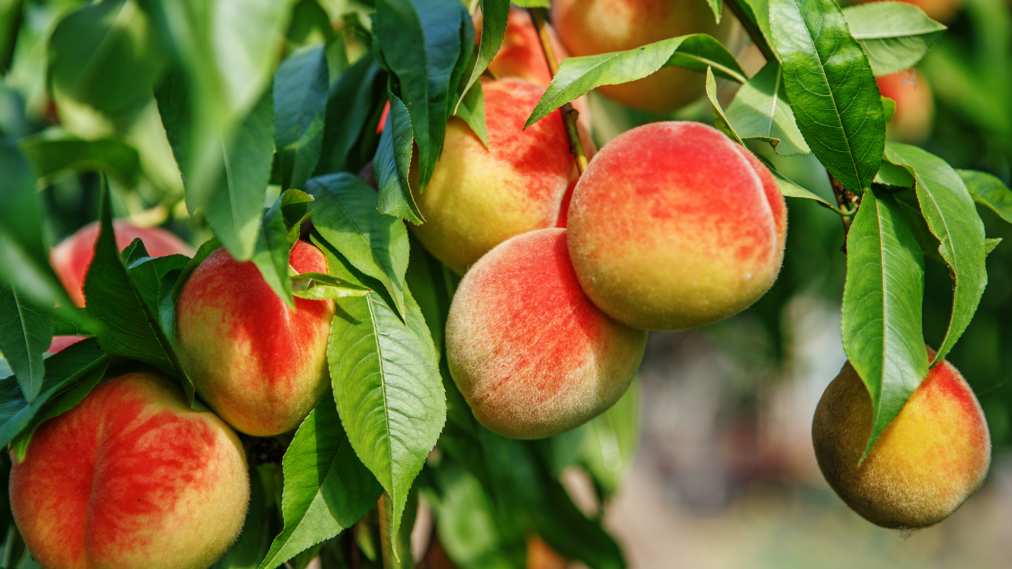 Mango Plants Image